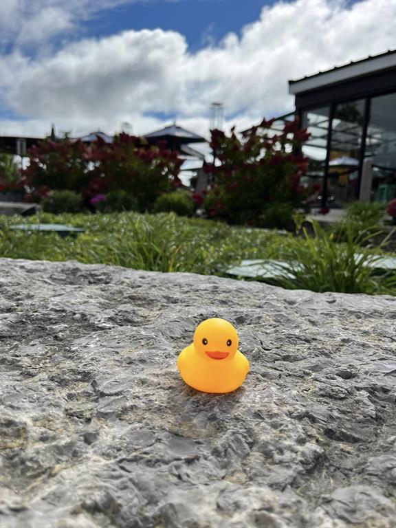 DUCK